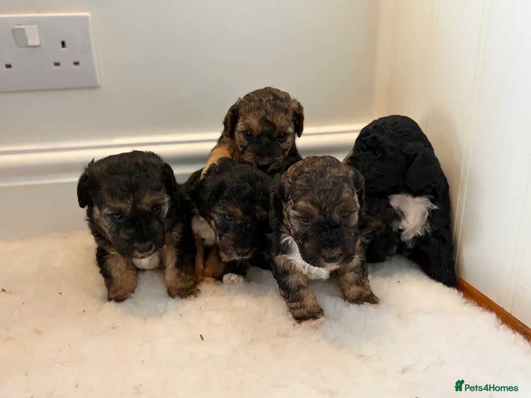 Mixed Breed dogs for sale: Terrier x poodle puppies  - Advert 2