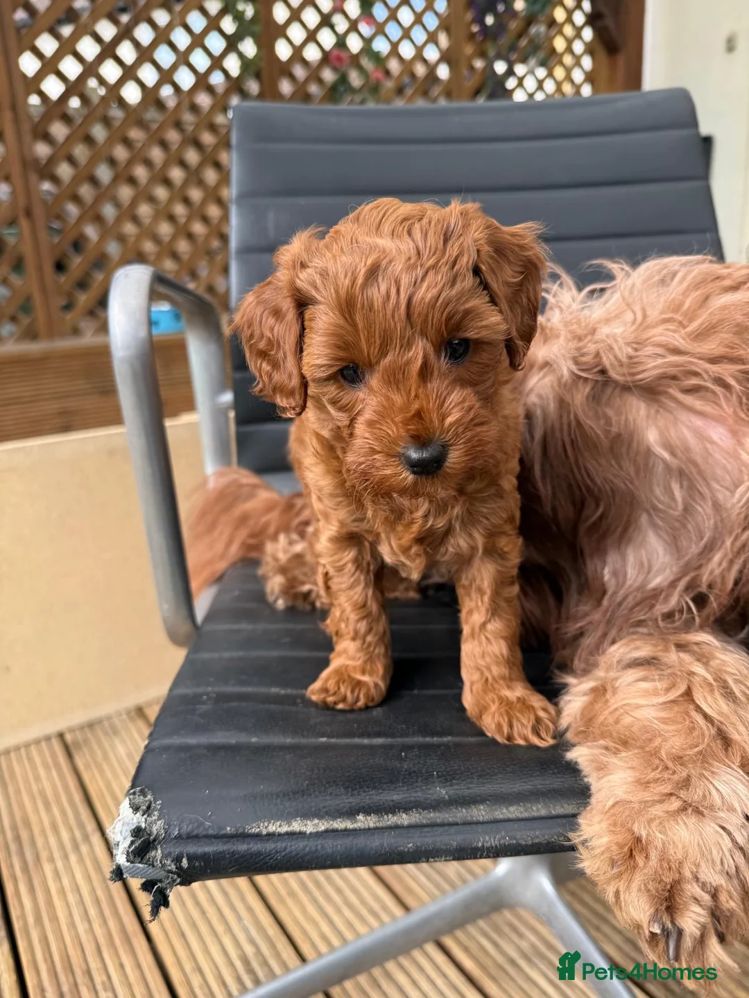Cavapoo dogs for sale: Beautiful puppies  Cavapoo F1b - Advert 2