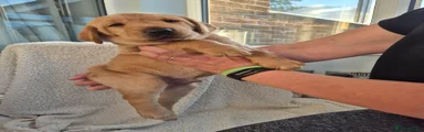 Labrador Retriever 2