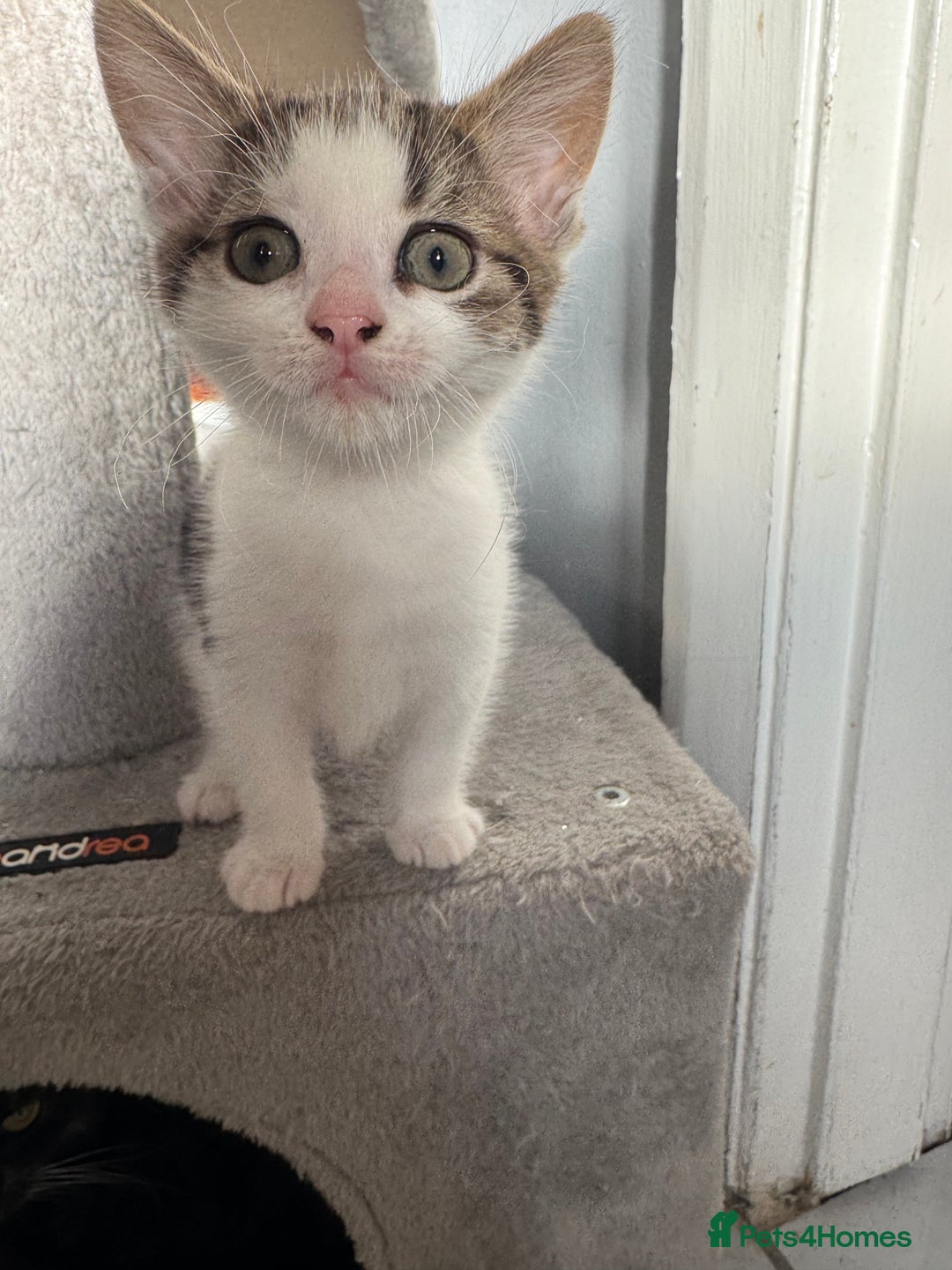 British Shorthair cats for sale: Last kitten  - Advert 4