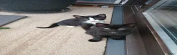 Mixed Breed cats for sale: 6 cute kittens for sale - Advert 12