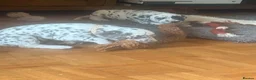 Dalmatian dogs for sale: 6 Dalmatian Puppies for Sale  in Heathfield - Advert 23