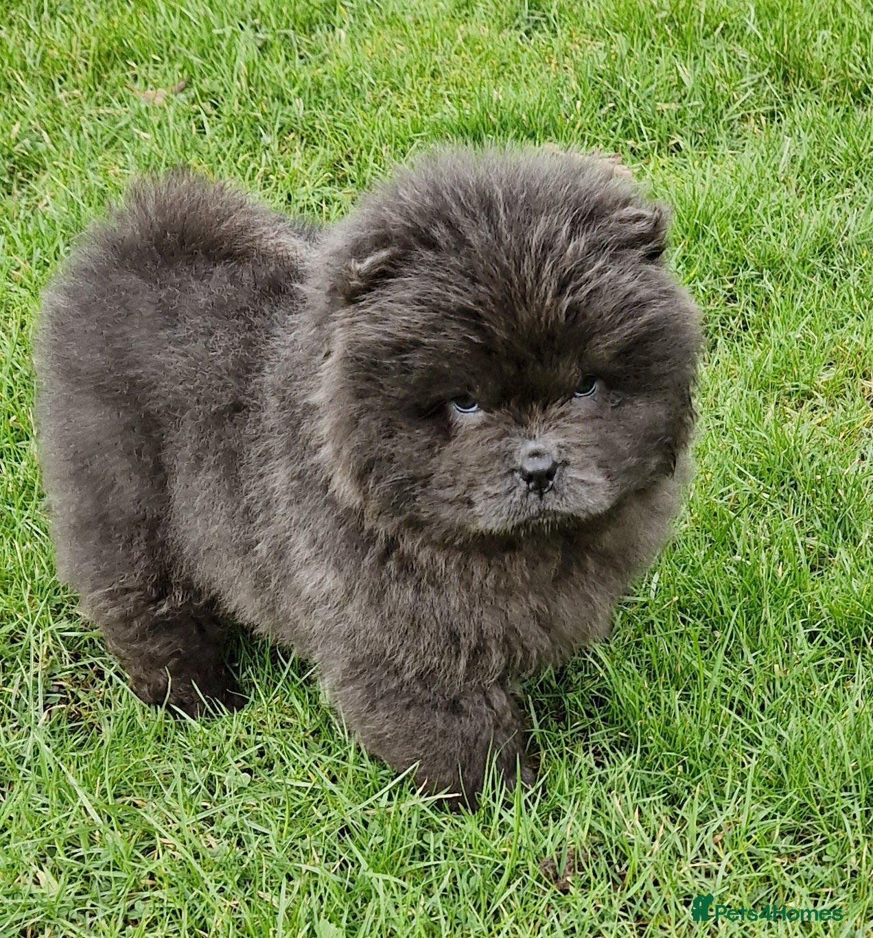 Chow Chow dogs Micro chow. Kc reg - Advert 9
