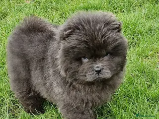 Chow Chow dogs Micro chow. Kc reg - Advert 9