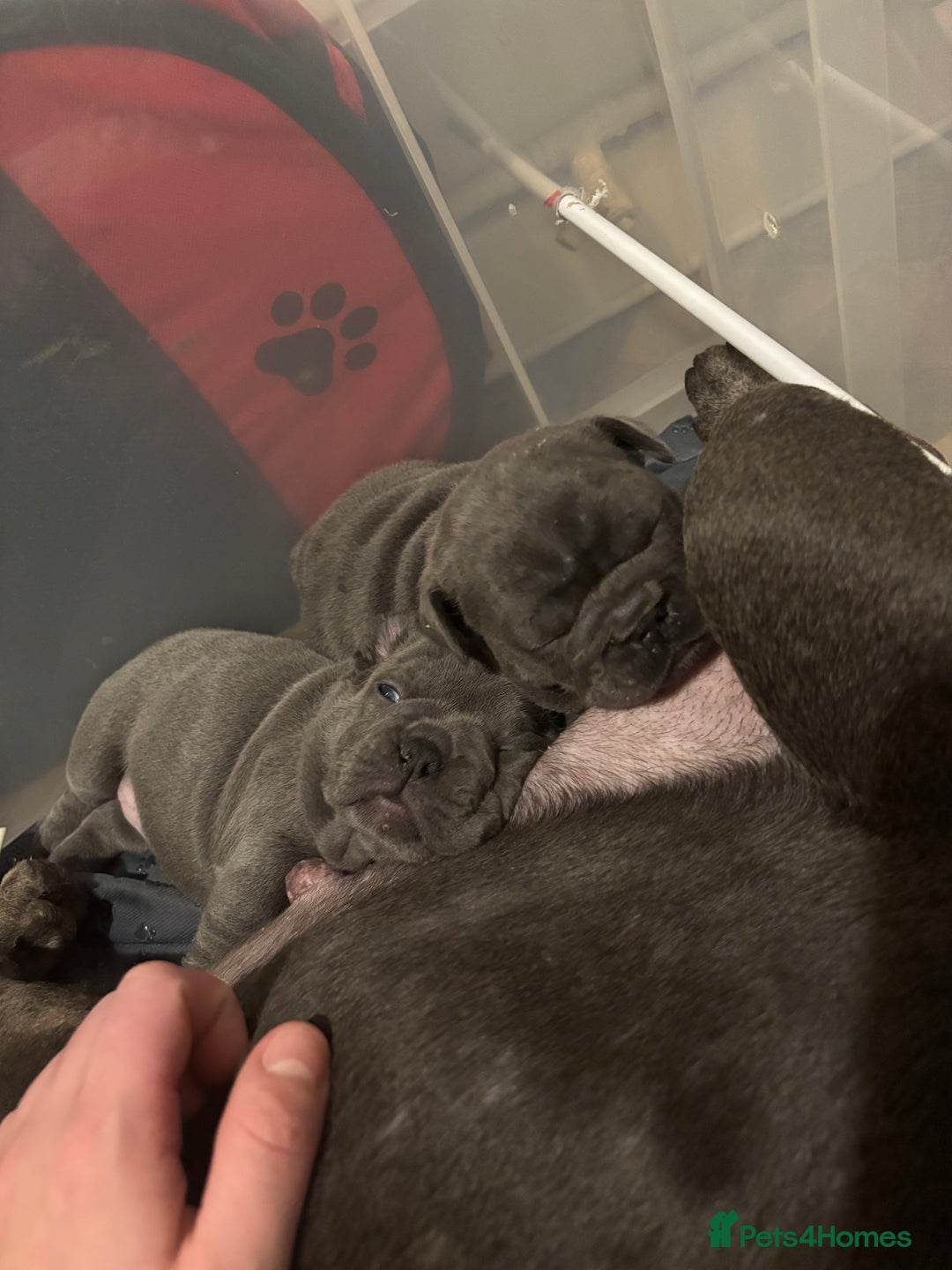 French Bulldog dogs for sale: Mini bulls - Advert 21