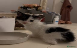 Mixed Breed cats for sale: Mixed Breed kittens - Image 12