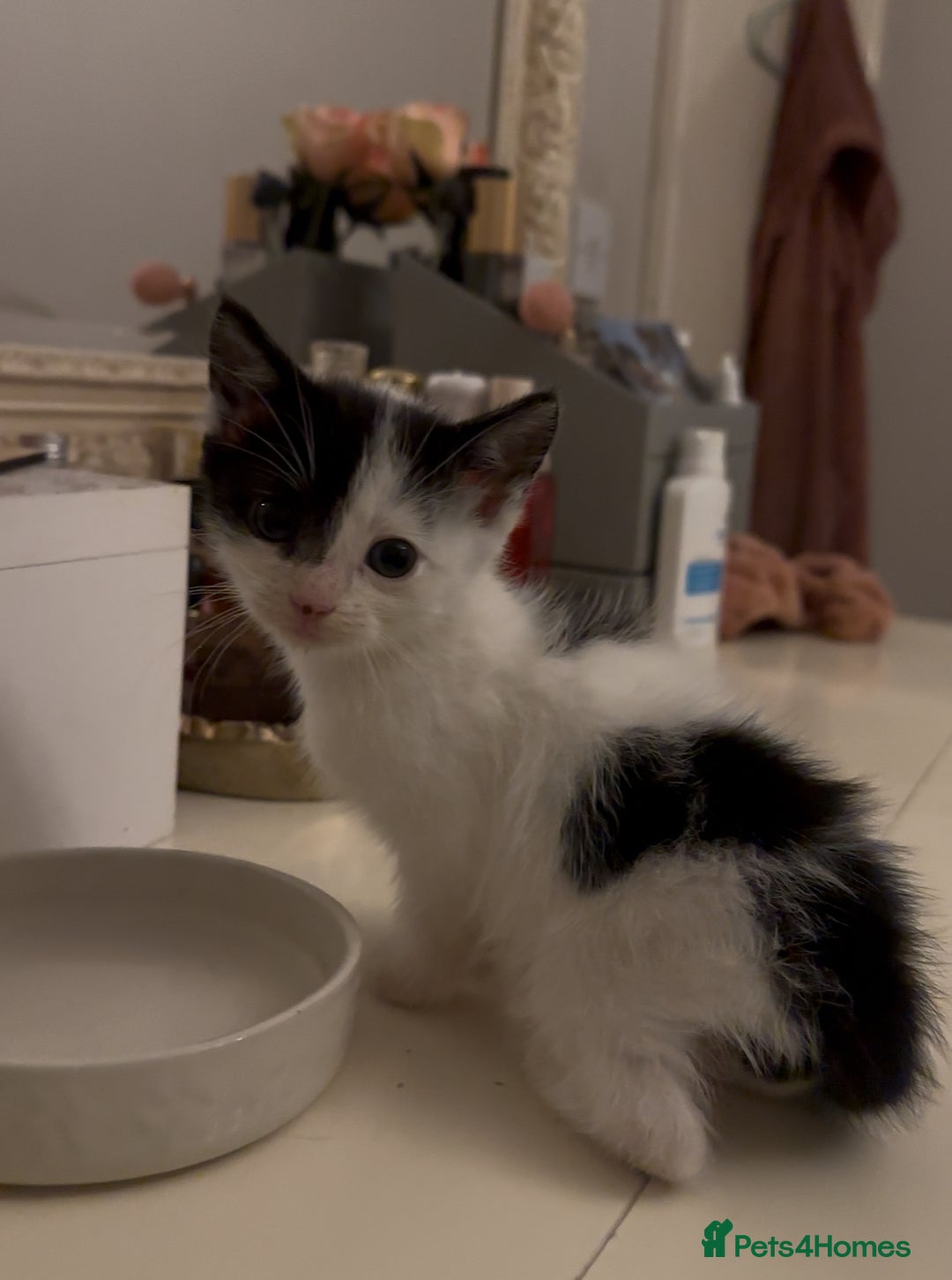 Mixed Breed cats for sale: Mixed Breed kittens - Image 12