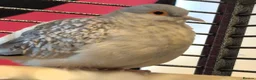 Doves birds for sale: Diamond dove to a good home (read desc  in Bedford - Advert 2