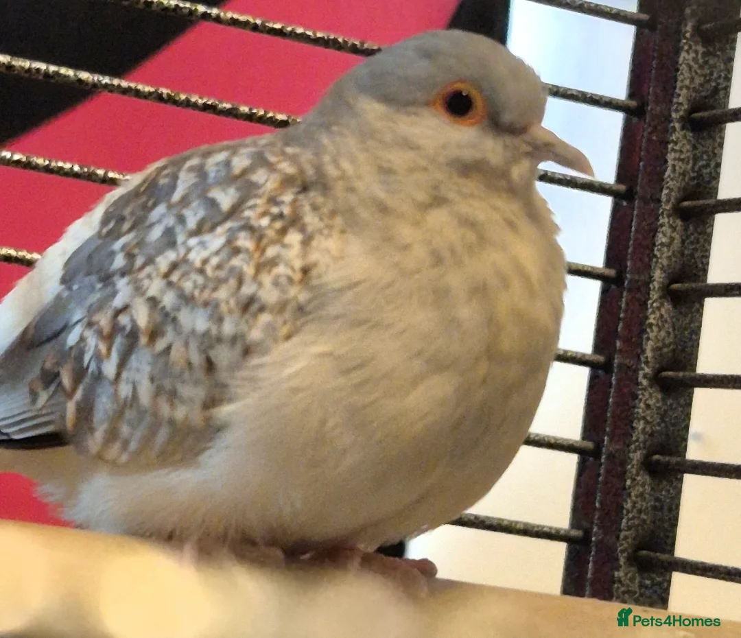 Doves birds for sale: Diamond dove to a good home (read desc  in Bedford - Advert 2