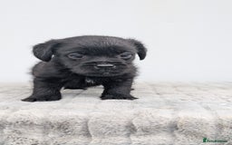 Mixed Breed dogs for sale: Border x Bedlington Female  - Image 4