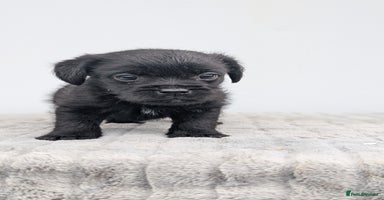 Mixed Breed dogs - Advert 10