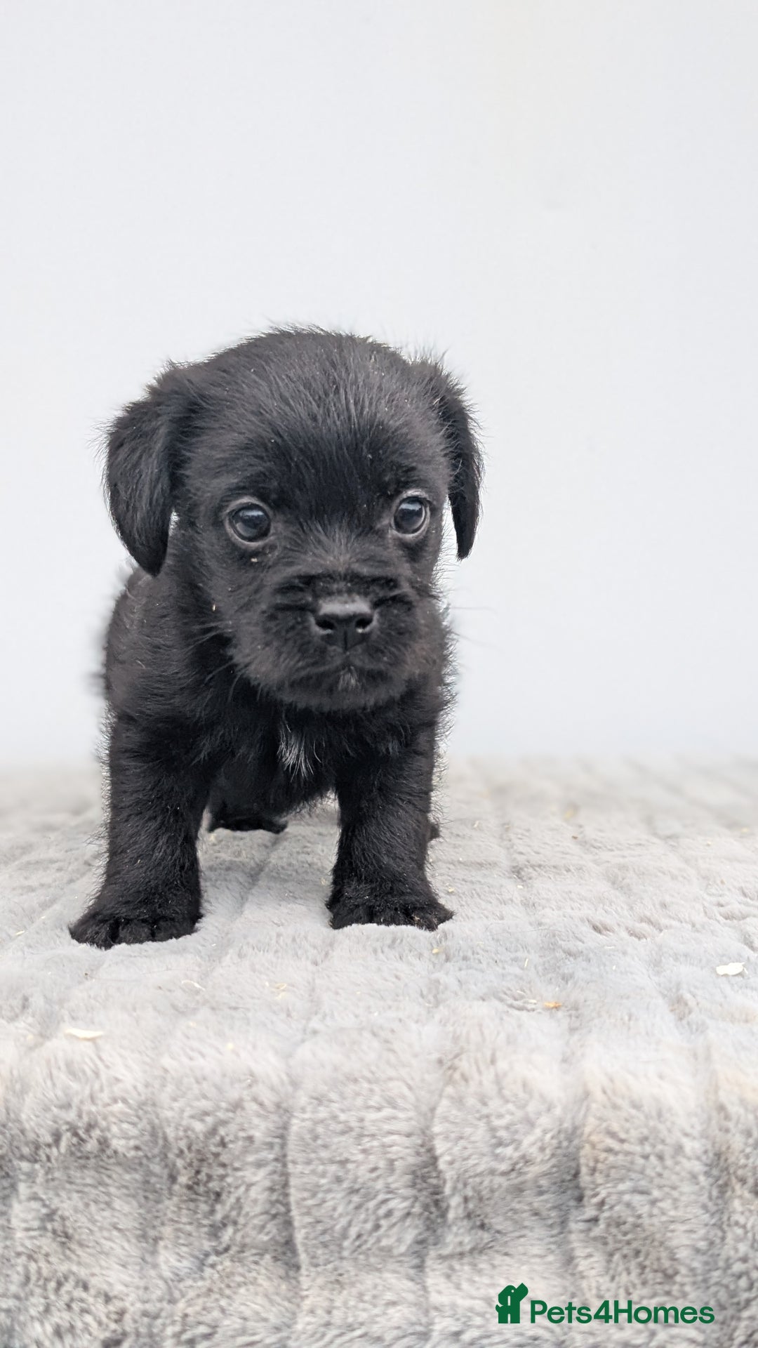 Mixed Breed dogs for sale: Border x Bedlington Female  - Image 4