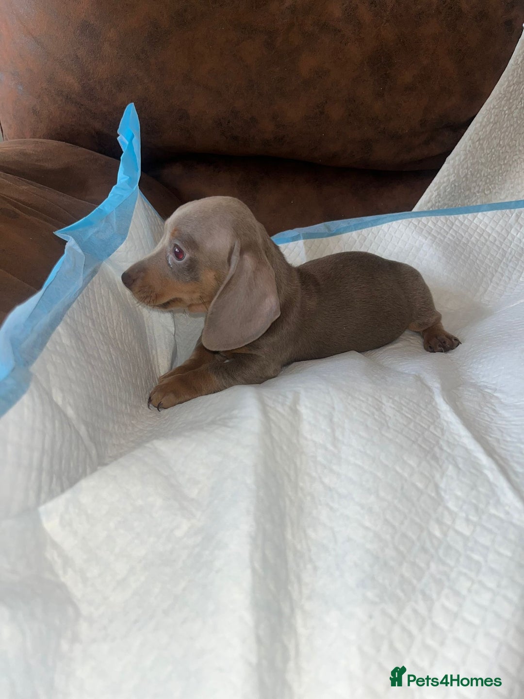 Miniature Dachshund dogs for sale: Miniature Dachshund Puppies - Image 3