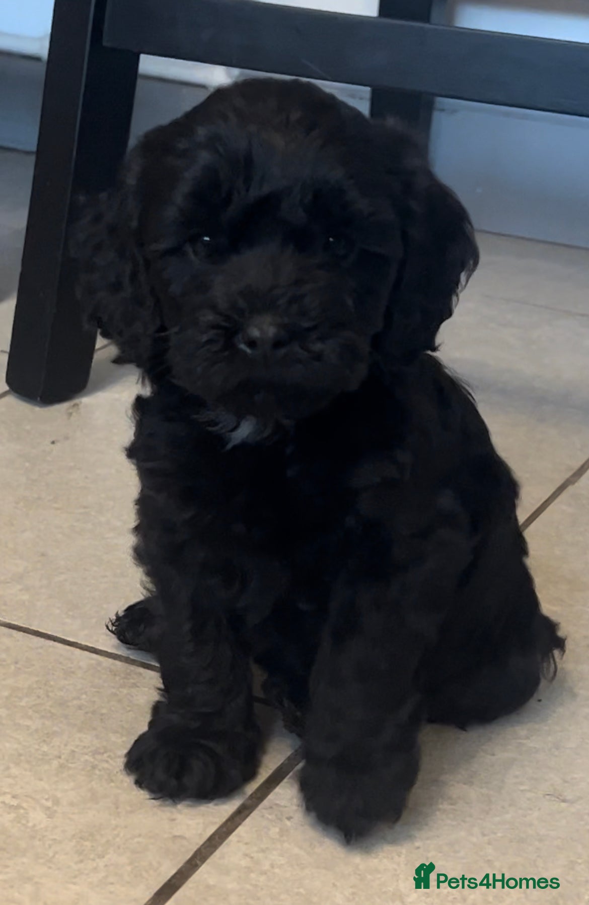 Cavapoo dogs Beautiful Cavapoo puppies  - Advert 11