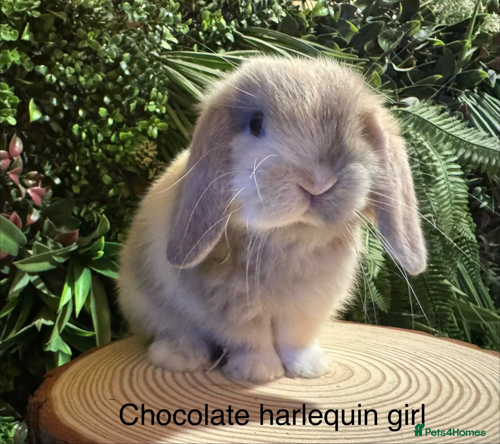 Mini Lop rabbits Superb pure bred mini lops available  - Advert 2