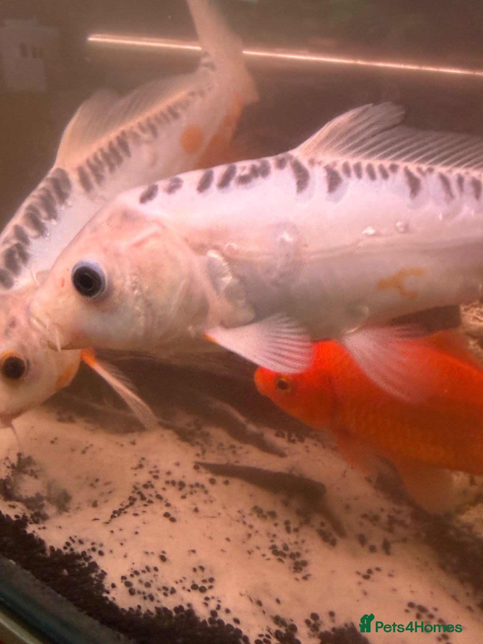 Koi Carp fish Koi japens - Advert 1