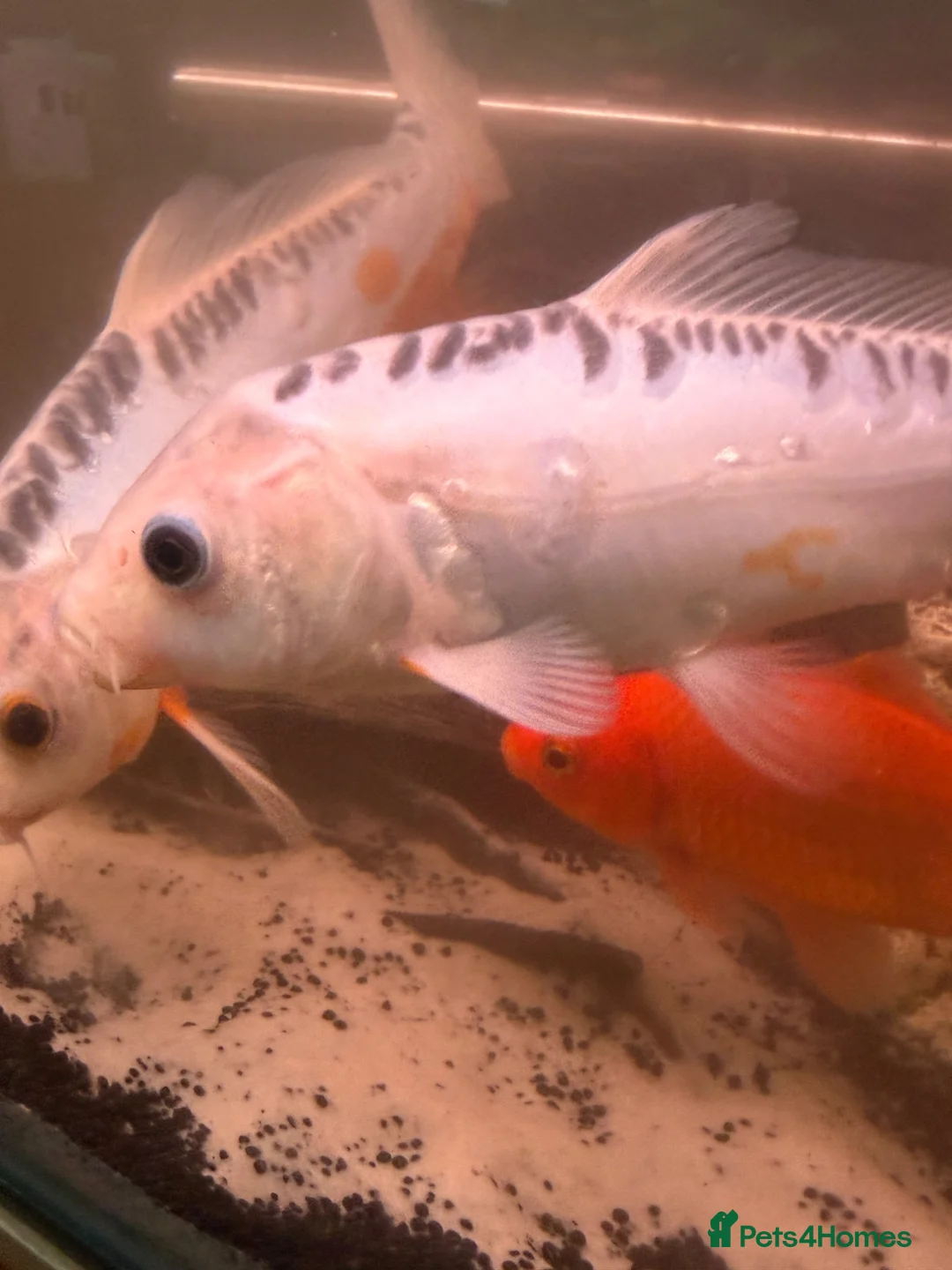 Koi Carp fish for sale: Koi japens - Advert 1