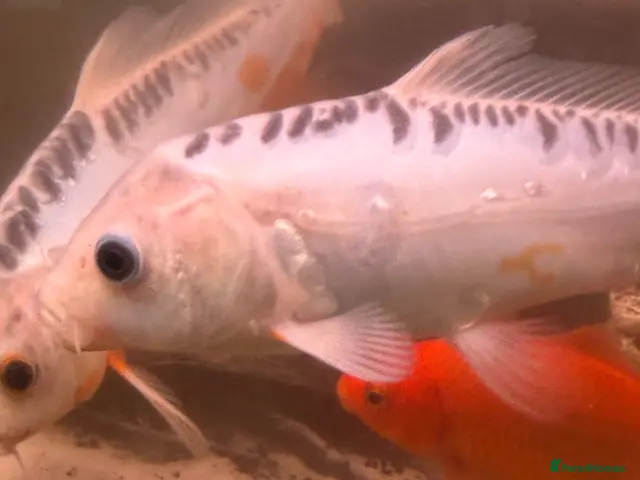 Koi Carp fish for sale: Koi japens - Advert 1