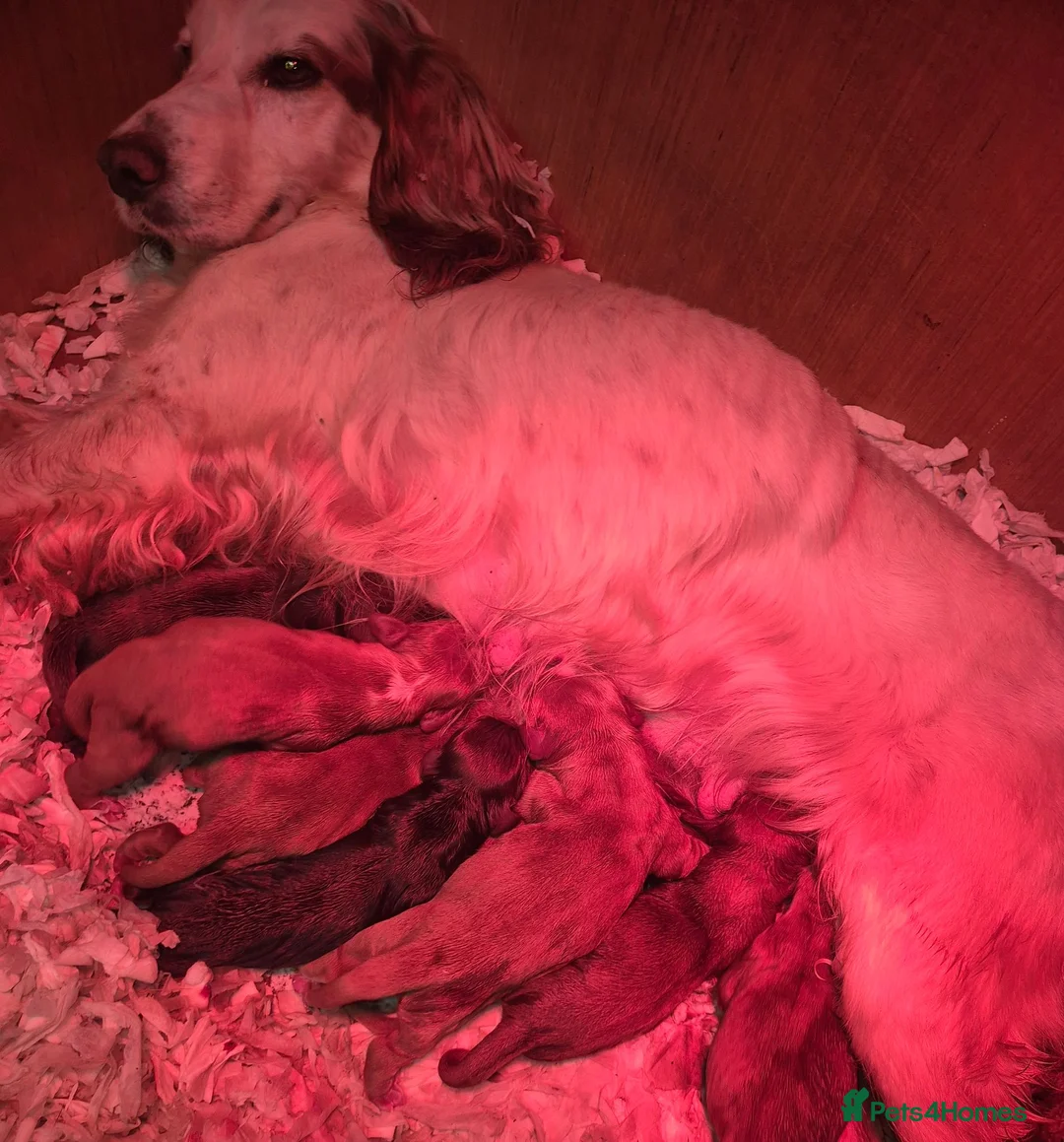 Cocker Spaniel dogs for sale: KC Working Cocker Spaniel Puppies in Yarm - Advert 6
