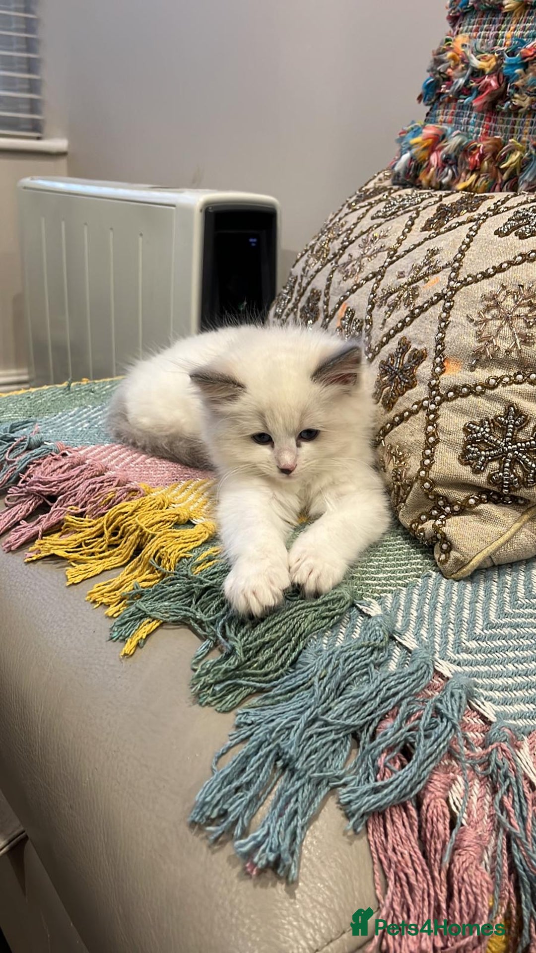 Ragdoll cats for sale: ONE MALE BLUEPOINT RAGDOLL KITTEN BEAUTIFUl BABY - Advert 6