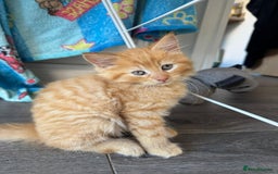 Mixed Breed cats for sale: Kittens ready for their forever home  - Image 2