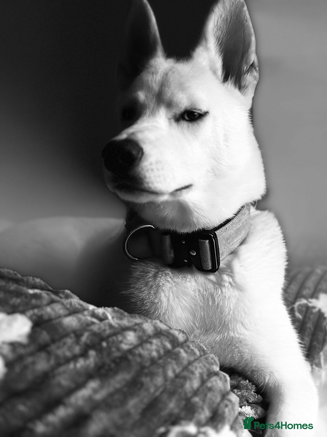 Siberian Husky dogs for sale: Bleu - 8 month old female husky - Advert 3