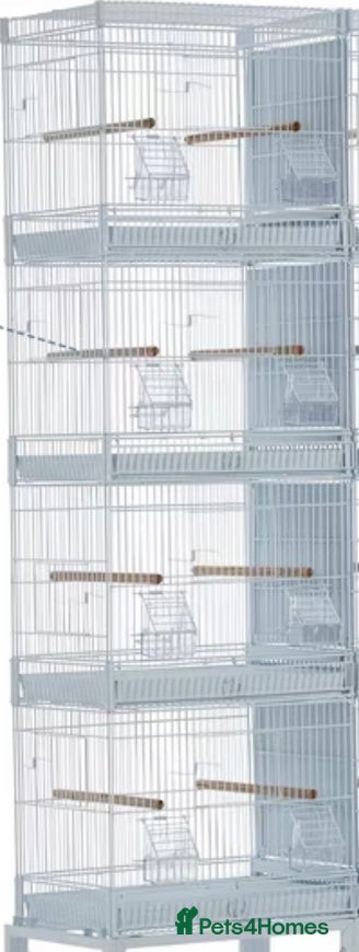 Canaries birds for sale: birdcage in Leeds - Advert 1