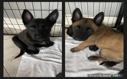 Belgian Shepherd Dog dogs for sale: Malinois x Dutch herder ready now to collect ! in Wingate - Image 3