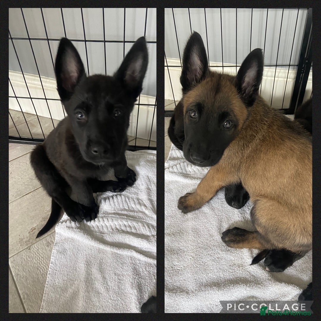 Belgian Shepherd Dog dogs for sale: Malinois x Dutch herder ready now to collect ! in Wingate - Image 3