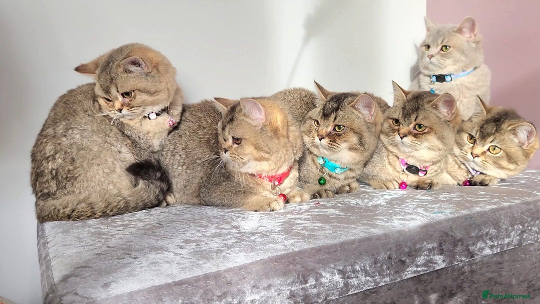 British Shorthair cats for sale: Gorgeous British Shorthair Kittens - Advert 19
