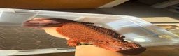Bearded Dragon reptiles for sale: Red monster bearded dragon.  - Advert 5