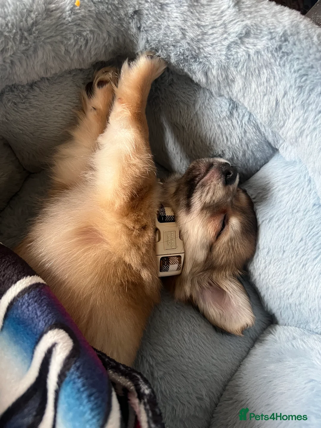 Chihuahua dogs for sale: Puppy for sale in Basildon - Advert 1