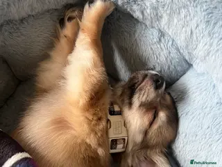 Chihuahua dogs Puppy for sale in Basildon - Advert 1