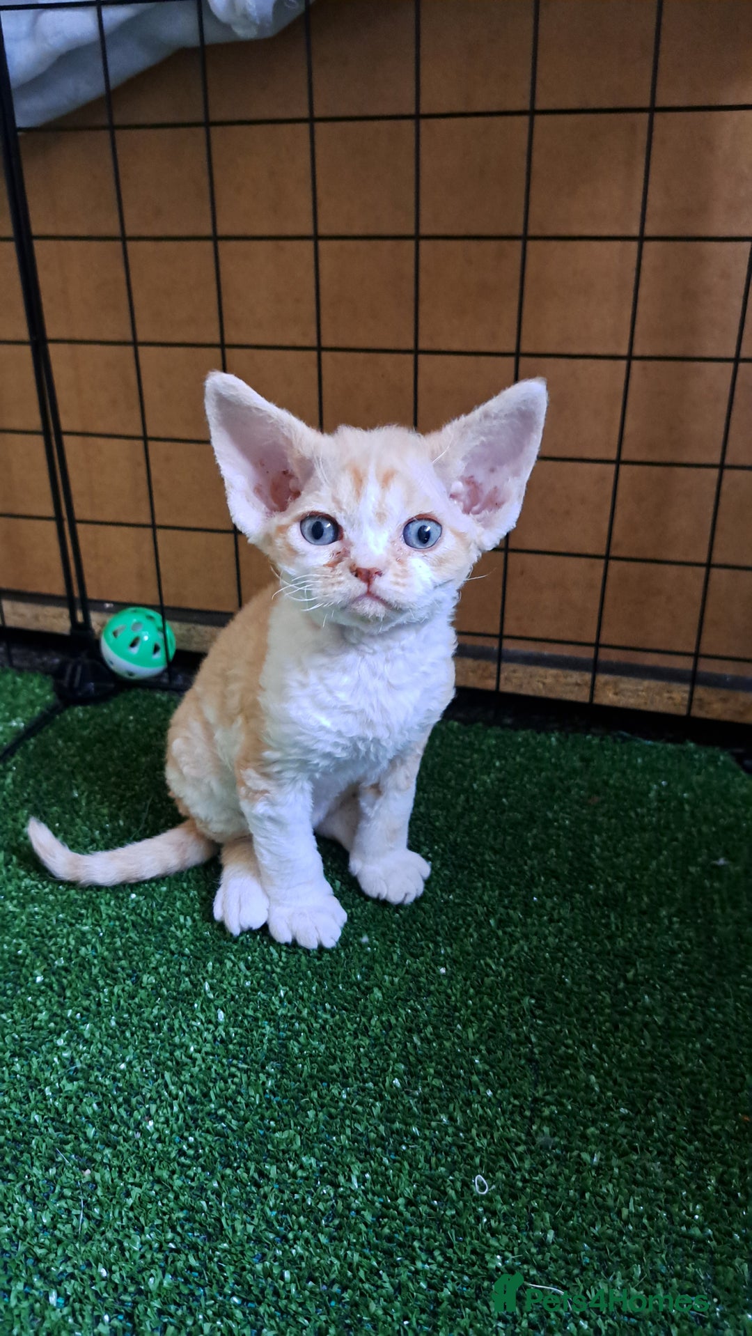 Devon Rex cats for sale: Beautiful Devon Rex babys - Advert 3