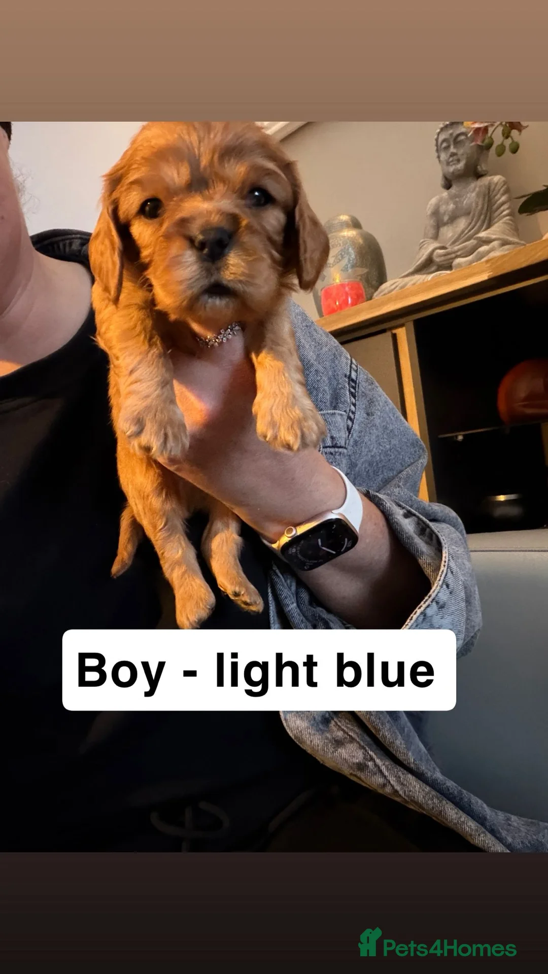 Cavalier King Charles Spaniel dogs for sale: 8 Cavalier King Charles puppies - Advert 14