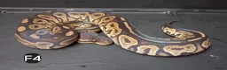 Python Snake reptiles for sale: Royal Pythons Male and Females  - Advert 15