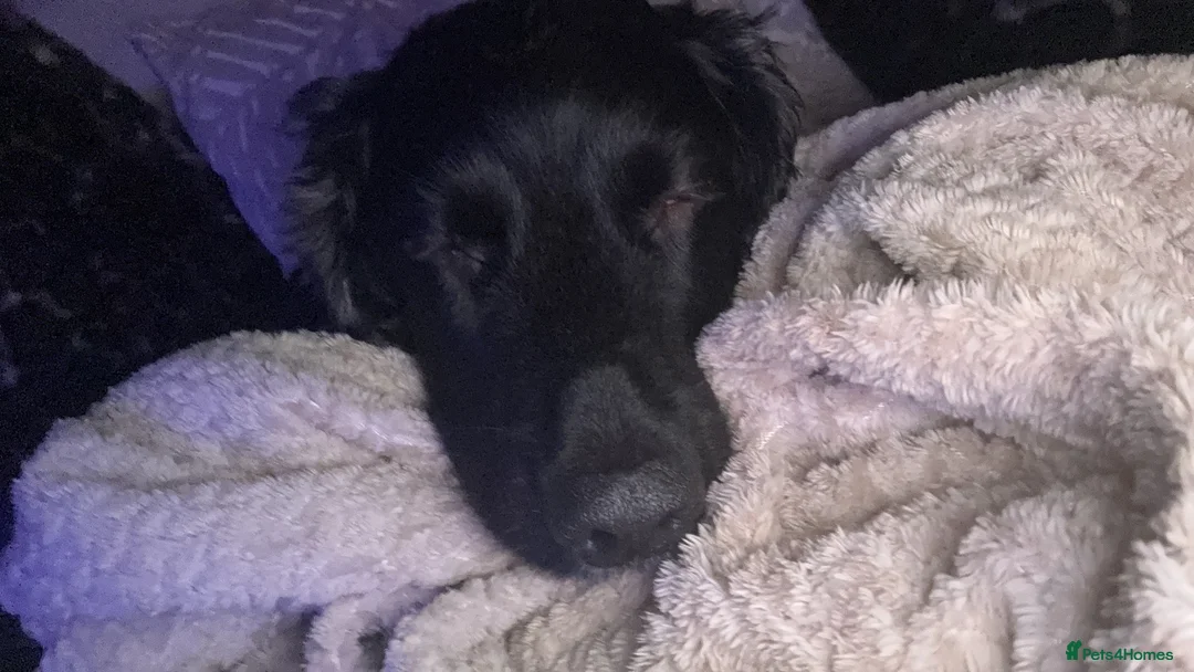 Cocker Spaniel dogs for sale: 8 year old male, neutered cocker spaniel  in Barnsley - Advert 2