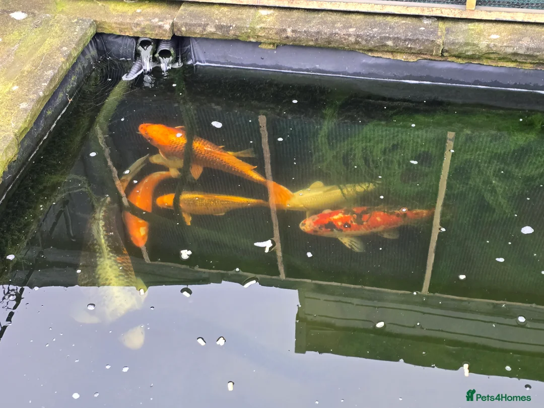 Koi Carp fish for sale: Pond Fish / Koi for Sale. in Stoke-on-Trent - Advert 2