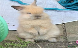 Lionhead rabbits for sale: Double Mane (f)&No Mane(m) Lionhead £50 & £2 - Image 23