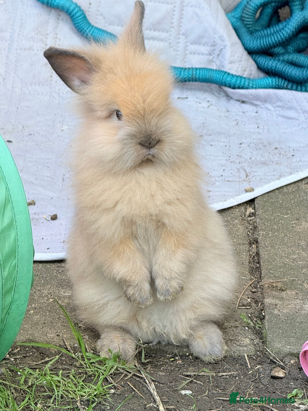 Lionhead rabbits for sale: Double Mane (f)&No Mane(m) Lionhead £50 & £2 - Image 23
