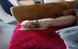 Cavapoo dogs for sale: Cavapoo male for sale - Image 3