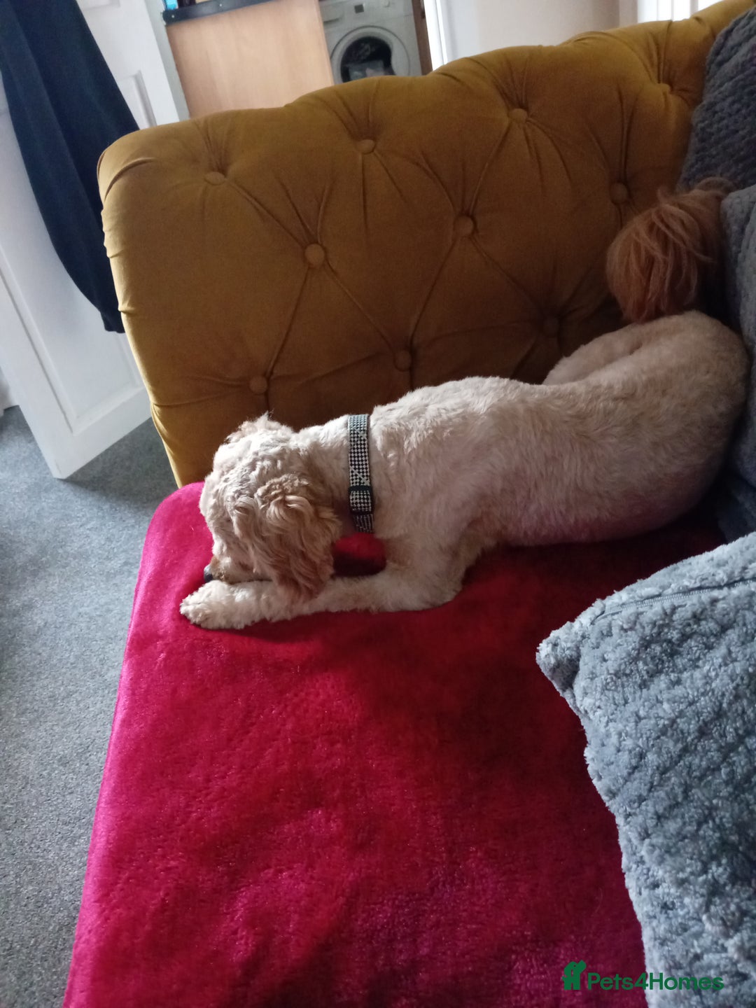 Cavapoo dogs for sale: Cavapoo male for sale - Image 3