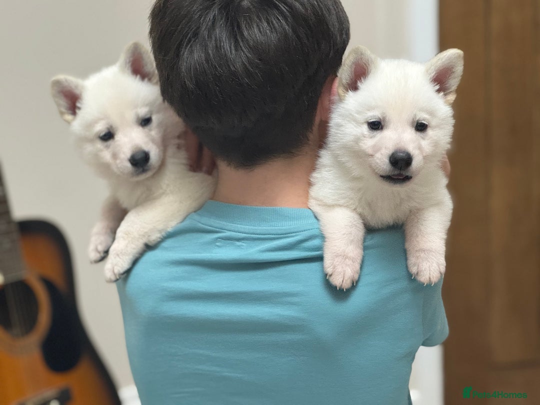 White Swiss Shepherd dogs for sale: WSS One boy and one girl available  - Advert 4