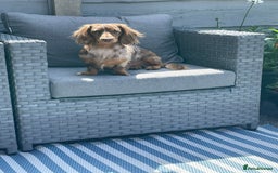 Miniature Dachshund dogs for stud: Meet Loki, miniature dachshund - Image 12