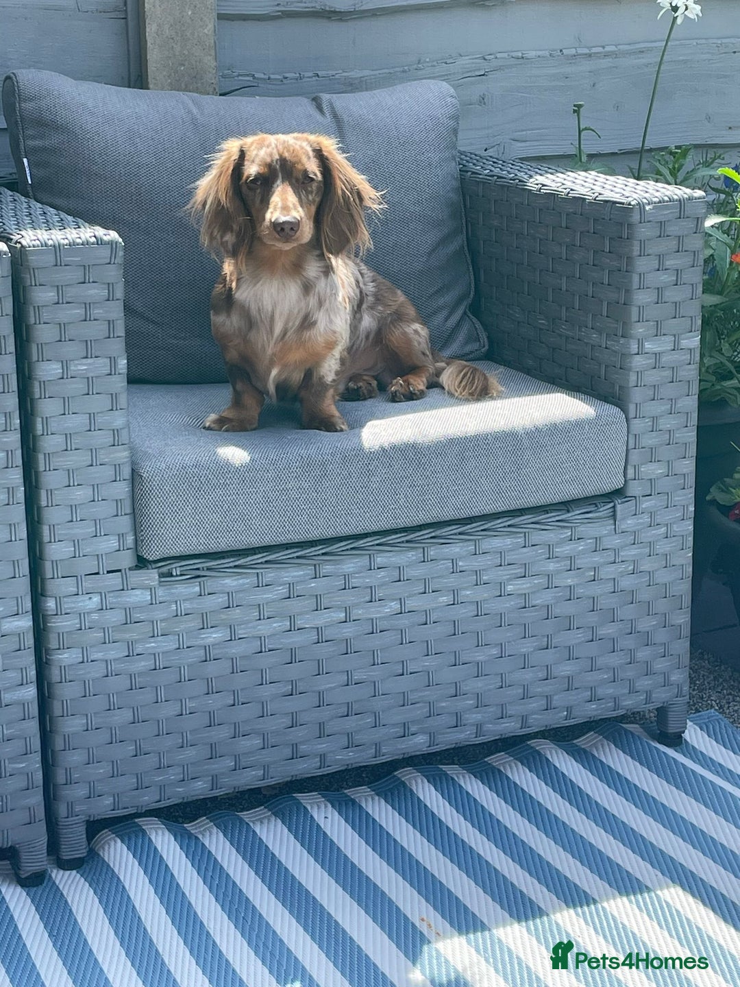 Miniature Dachshund dogs for stud: Meet Loki, miniature dachshund - Image 12