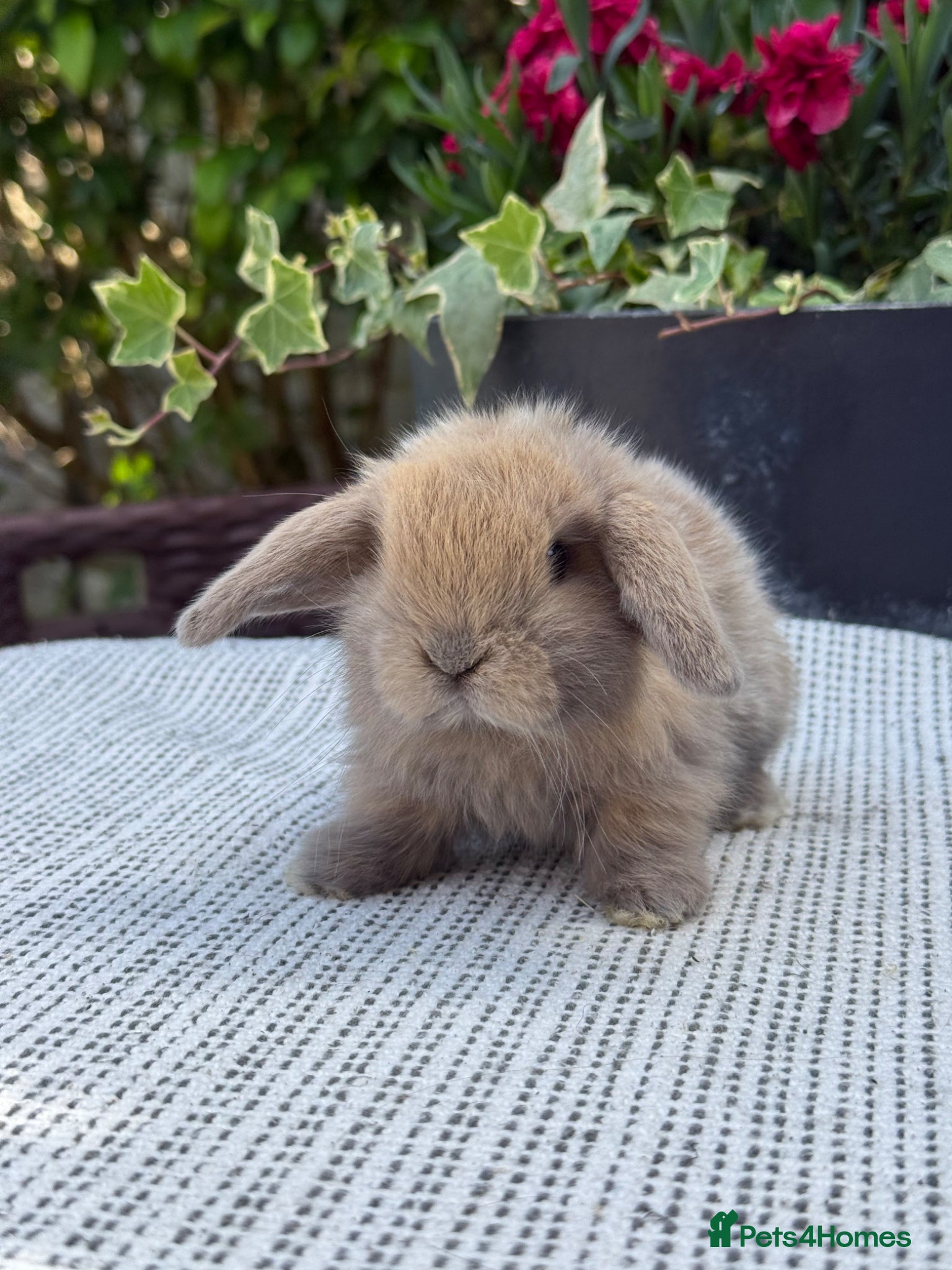 Mini Lop rabbits 7 Beautiful Mini Lop Bunnies - Advert 1