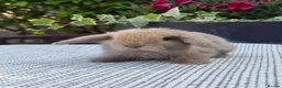 Mini Lop rabbits for sale: 7 Beautiful Mini Lop Bunnies - Advert 1