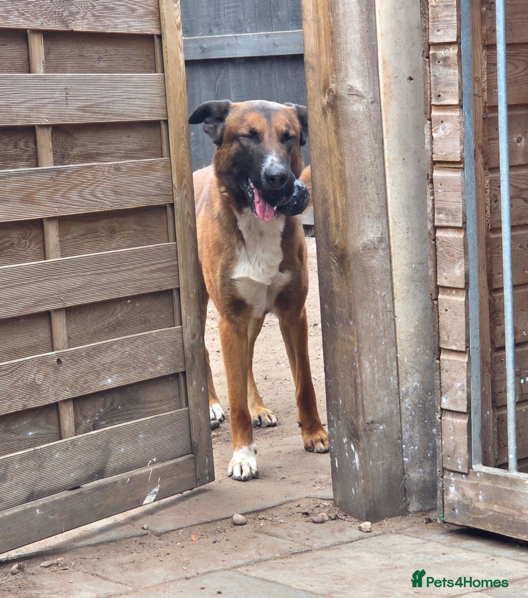 Mixed Breed dogs for stud: Belgian malinois x border collie stud only - Advert 4