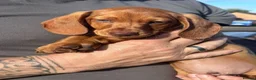 Miniature Dachshund dogs for sale: Miniature dachshund puppies - Ready Now!   - Advert 4