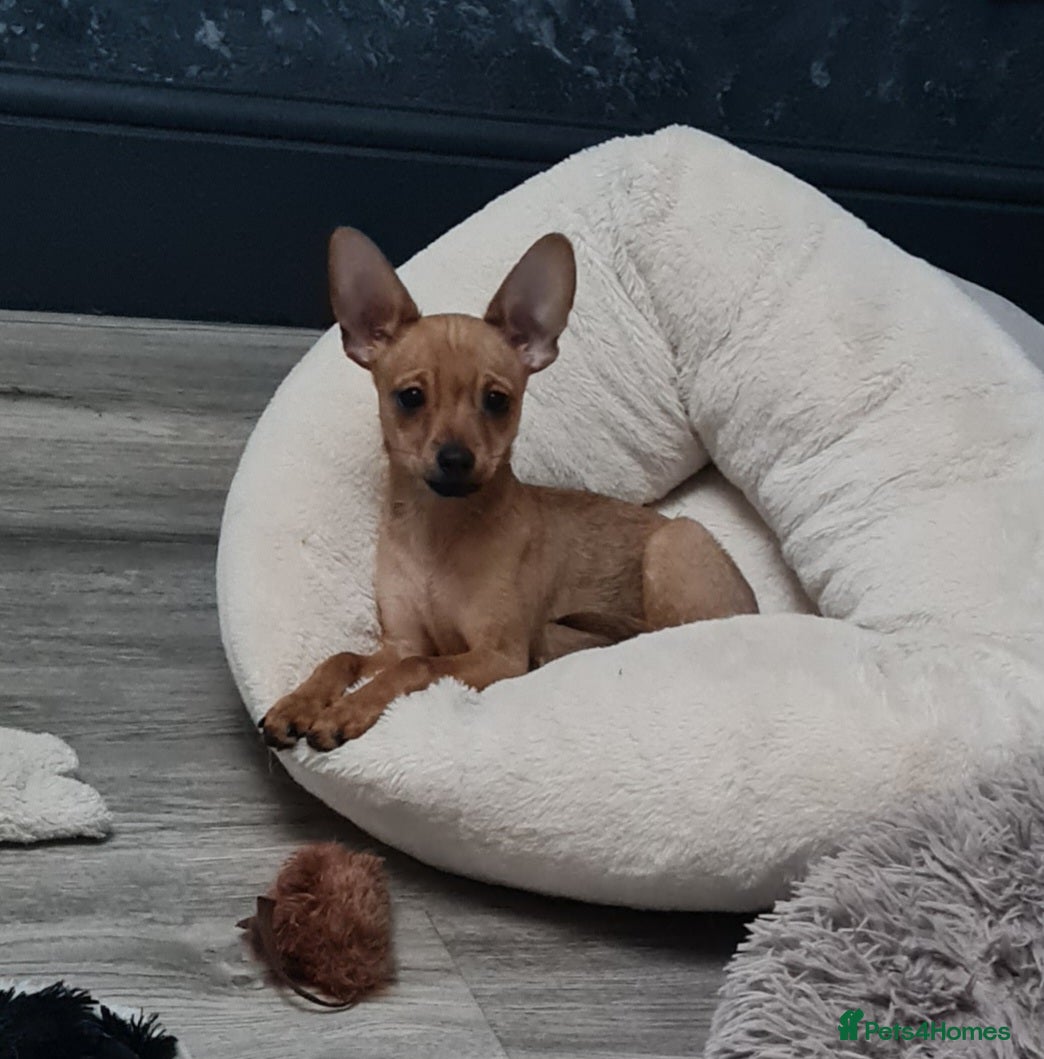 Mixed Breed dogs Attention...left just boy mixed chihuahua for sale - Advert 7